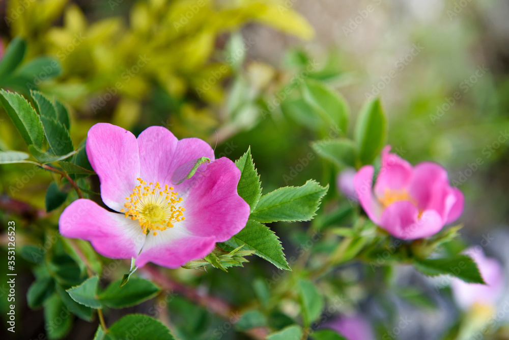 Close-up image of the beautiful spring flowering, pink, Rosa Canina also known as the Dog Rose. Floral background Close-up image of the beautiful spring flowering, pink, Rosa Canina also known as the Dog Rose. Floral background