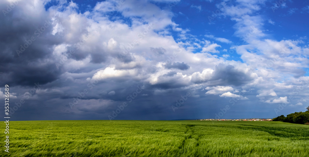Fototapeta premium Green Wheat Or Barley Field With Storming Sky