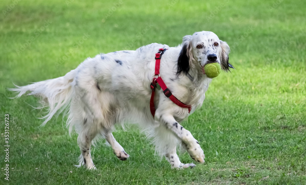 White setter dog playing with a tennis ball in the park