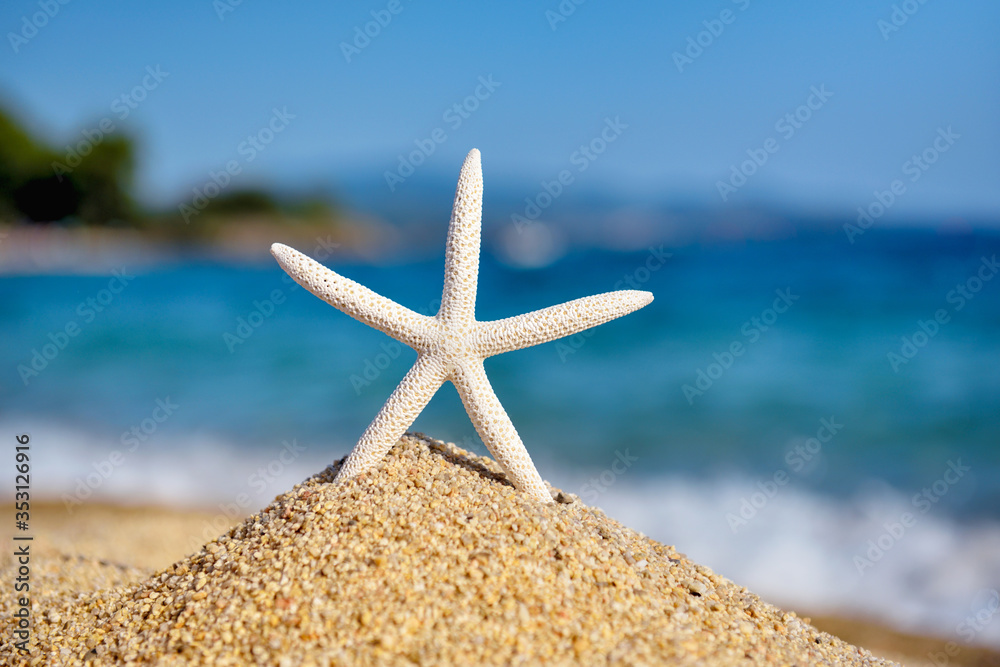A white starfish on the beach against the background of the sea and the blue sky on a hot sunny day A white starfish on the beach against the background of the sea and the blue sky on a hot sunny day