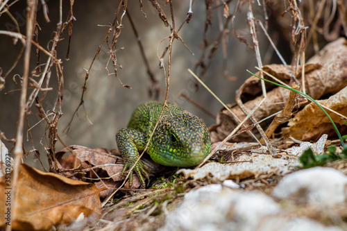 European green lizard crowling photo