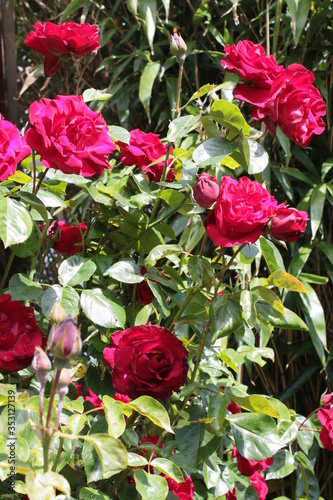 Photography Close up of beautiful historic red romantic Dublin Bay rose bush with delicate m