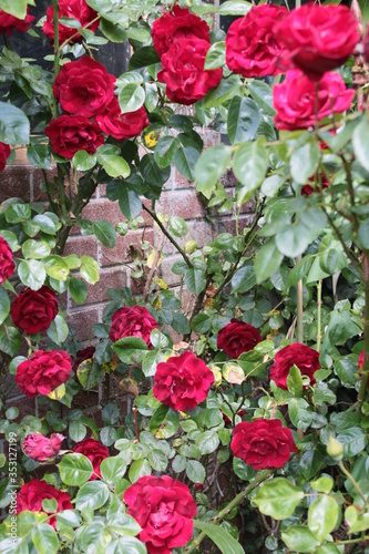 Photography Close up of beautiful historic red romantic Dublin Bay rose bush with delicate m