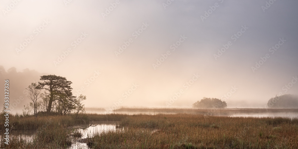 Fototapeta premium misty morning in the forest