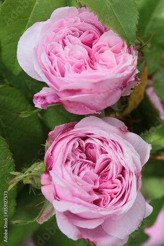 Close up of highly scented historic English pink musk rose head stem with multi petals folded with rain drops dew outdoors in organic garden against background of lush green leaves of bush plant grow photo