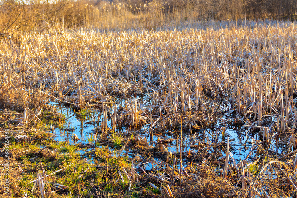 Fototapeta premium View of grassy wetland at spring