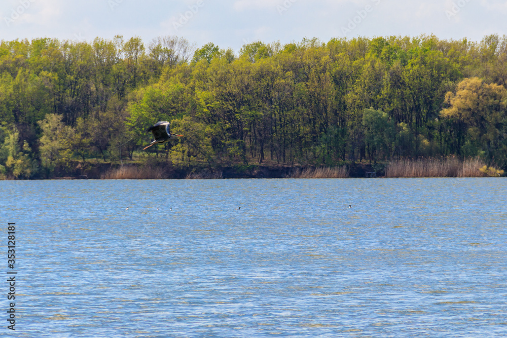 Grey heron (Ardea cinerea) flying over a river Grey heron (Ardea cinerea) flying over a river