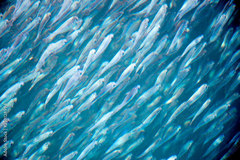 Small fish in flock in a circle shape in sea coastal waters