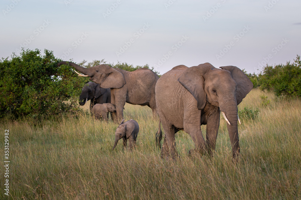 Safari in Kenya. Elephants family in Masai Mara Park