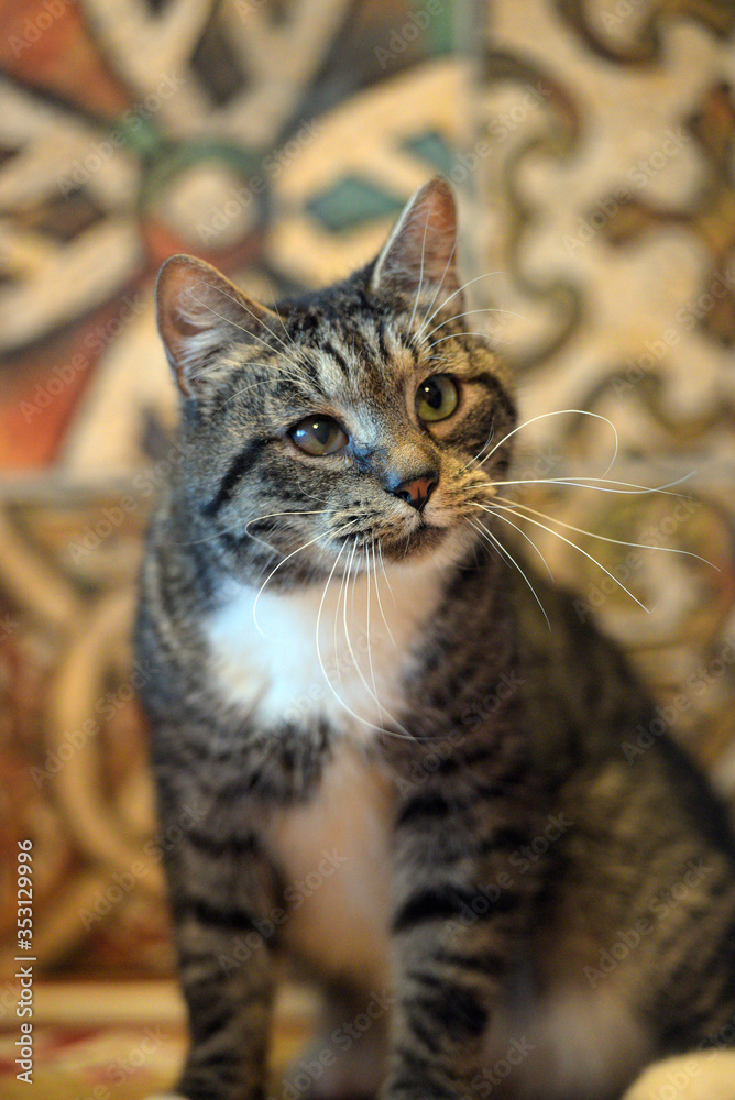 brown and white cat with a long mustache brown and white cat with a long mustache