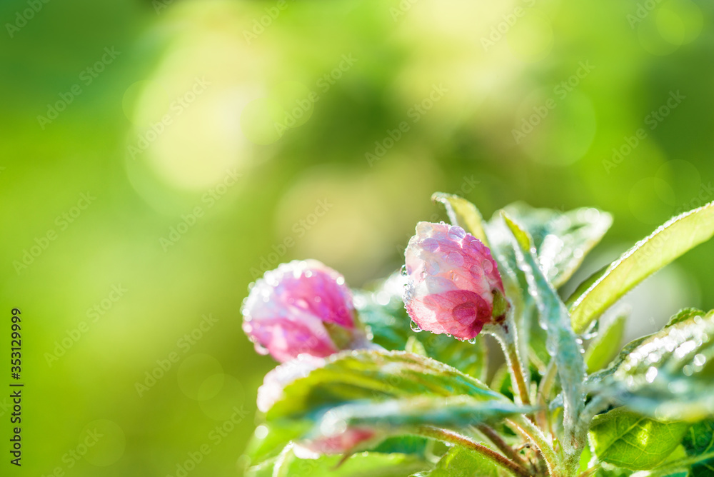 Beautiful spring morning. Sunny day.Blooming flowers of apple tree on branches. Close up of apple flowers with defocus in background. blur green background Beautiful spring morning. Sunny day.Blooming flowers of apple tree on branches. Close up of apple flowers with defocus in background. blur green background