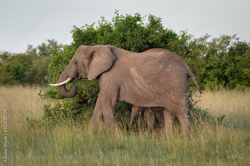 Safari in Kenya. Elephants family in Masai Mara Park. Mother and baby elephant