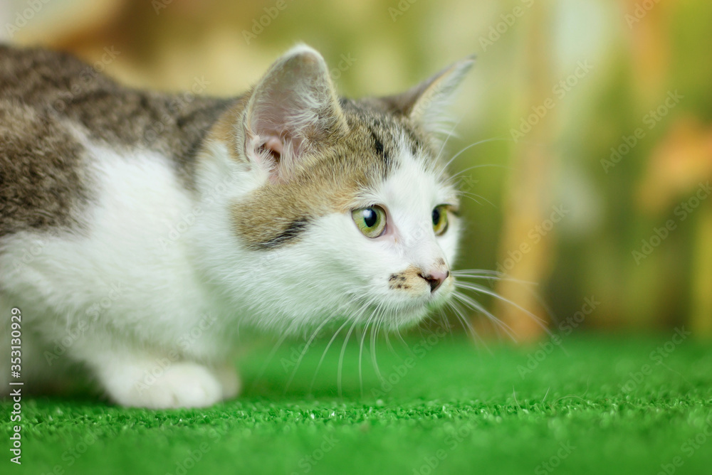 White tabby cat lurking on its prey White tabby cat lurking on its prey