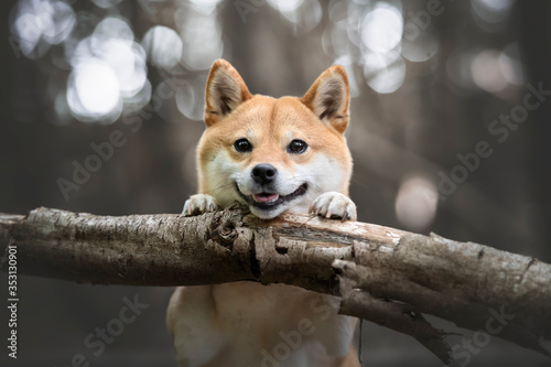 Fototapeta chien japonais souriant poser sur un tronc dans la foret