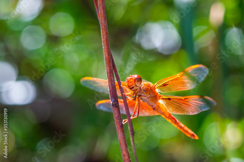 Summer Flame Skimmer Dragonfly VI
