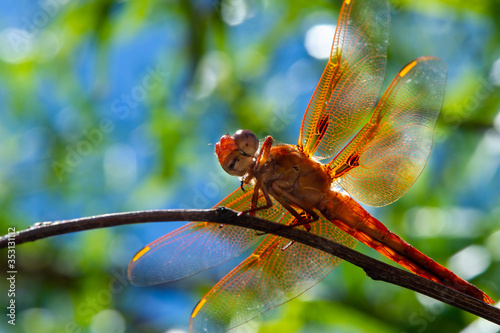 Summer Flame Skimmer Dragonfly I