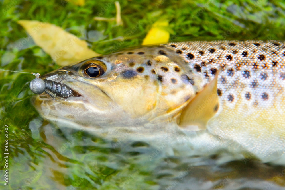 Colorful wild fish (trout) caught on an artificial bait laid in a stream of water on the green water grass Colorful wild fish (trout) caught on an artificial bait laid in a stream of water on the green water grass