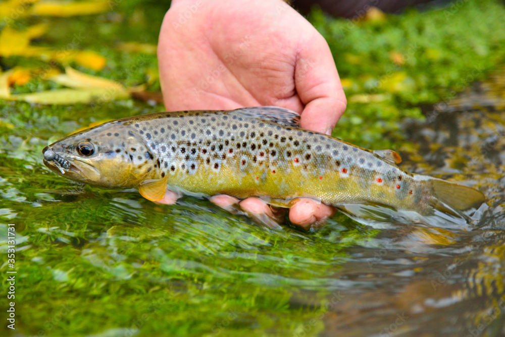 Colorful wild fish (trout) held in hand over water flowing through green water grass Colorful wild fish (trout) held in hand over water flowing through green water grass