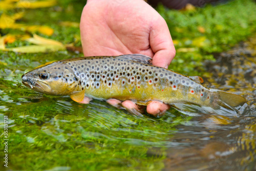 Colorful wild fish (trout) held in hand over water flowing through green water grass
