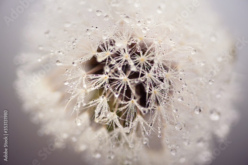 Beautiful water drops on a dandelion, among the mountains in the fog. Macro in nature.