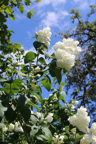 Beautiful white blooms of Philadelphus 'Virginal', the double flowered Mock orange plant. Blooming in summer in a natural outdoor setting.