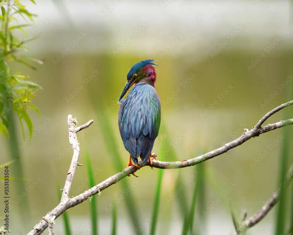 A green heron perched on a limb in a marsh.