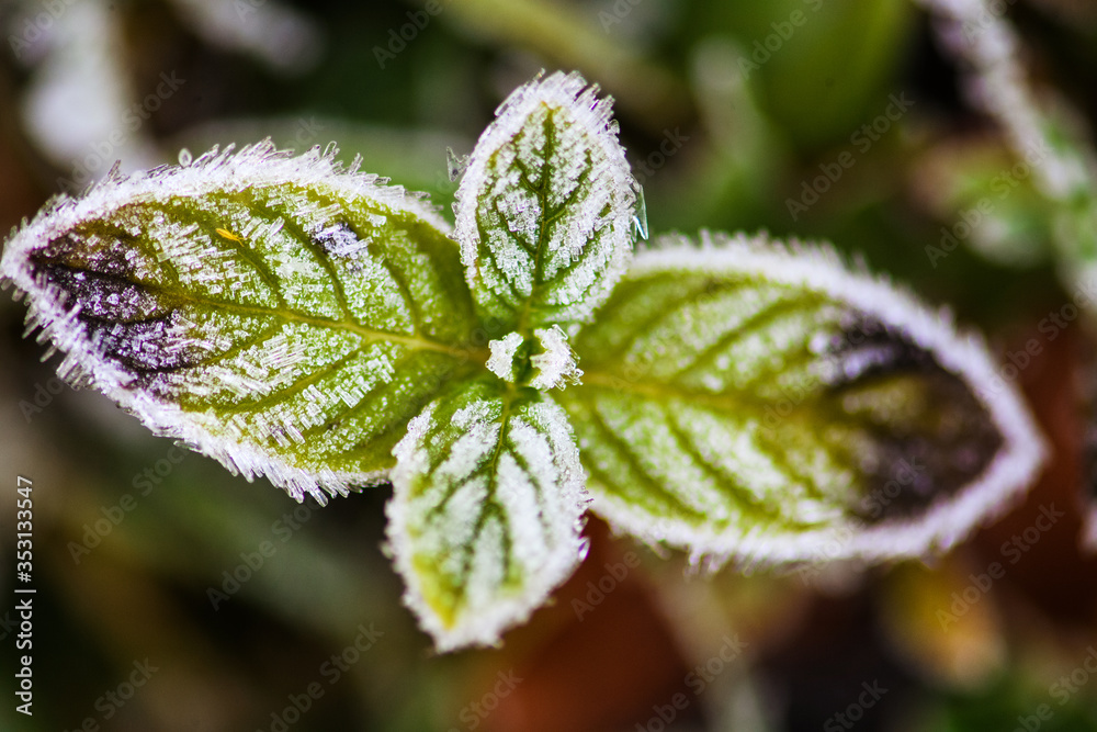 Macro on grass with frost and and drops of water. Macro on grass with frost and and drops of water.