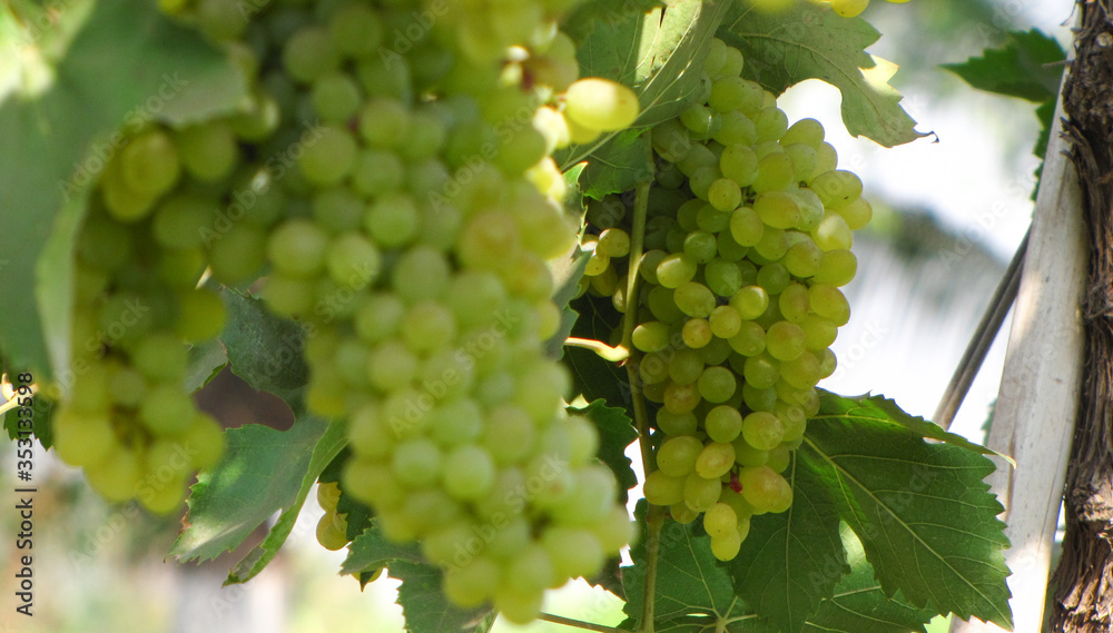 Grapes on a grapevine in Nashik