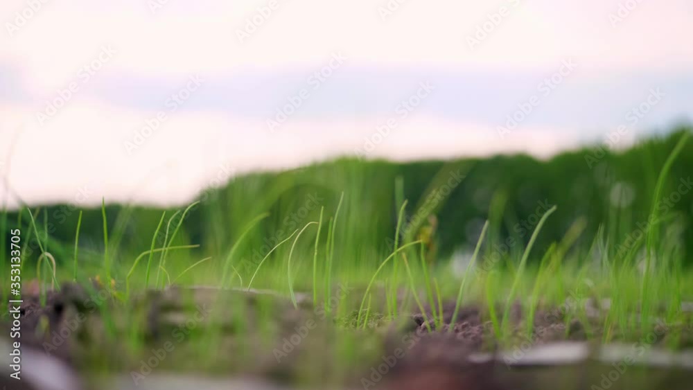 close-up. rows of sown young onion grow on the field. young green sprouts stick out from the ground, soil. Spring. agriculture, organic farming.