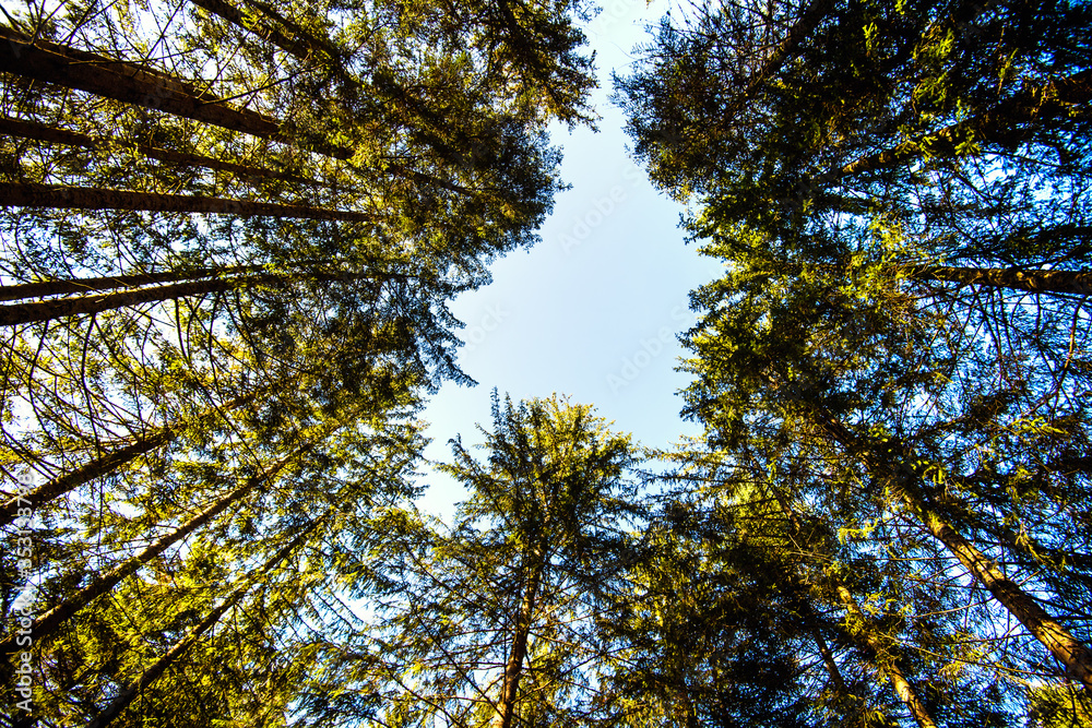 Beautiful forest in Carpathian mountains, Ukraine, Europe. Scenery of nature with sunlight. Beauty of nature concept background.