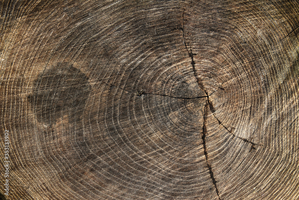 Wood texture stump background Wood texture stump background