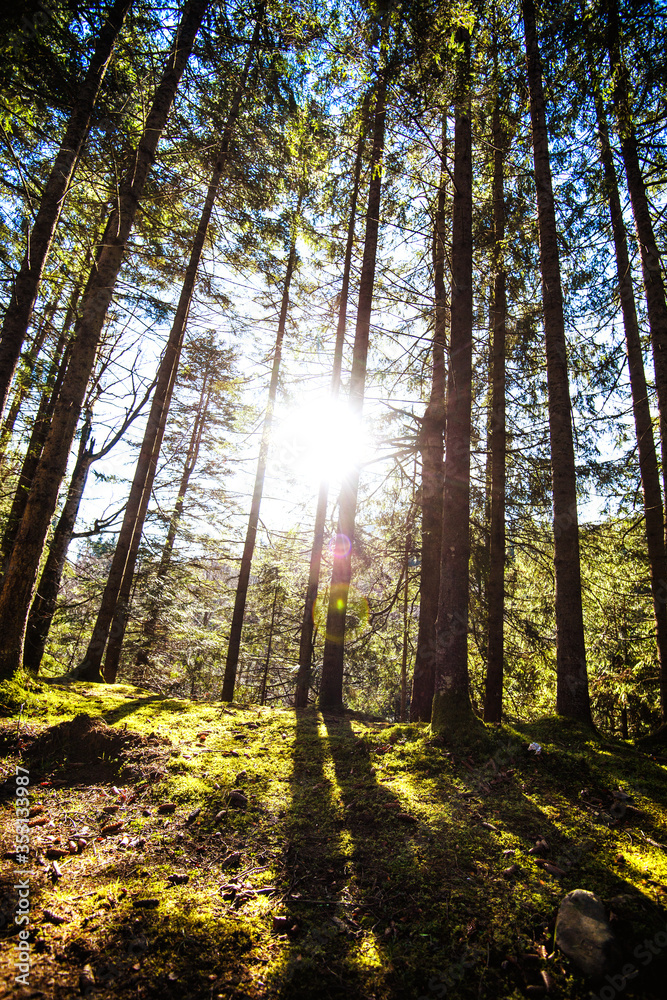 Fototapeta premium Sunrise in a beautiful forest in Carpathian mountains, Ukraine, Europe. Scenery of nature with sunlight. Beauty of nature concept background.