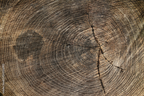 Wood texture stump background