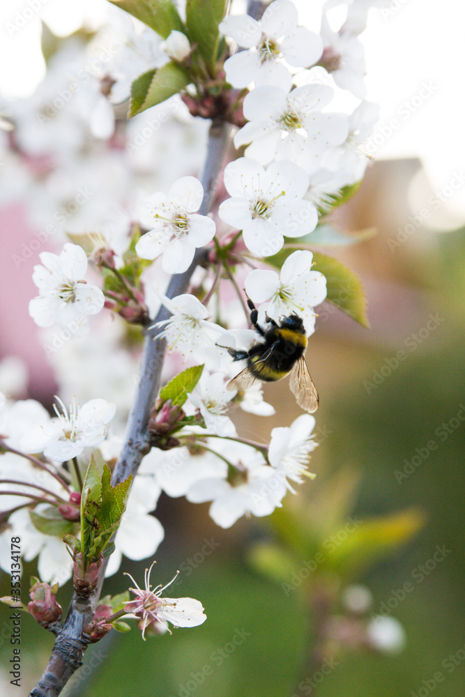 Fototapeta premium apple tree flowers 