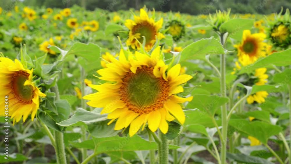 Field of sunflowers with blooming heads Field of sunflowers with blooming heads