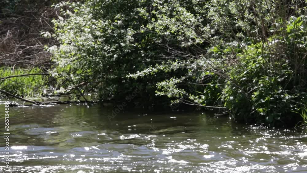 river flowing in the green forest - fresh nature water flow background concept river flowing in the green forest - fresh nature water flow background concept