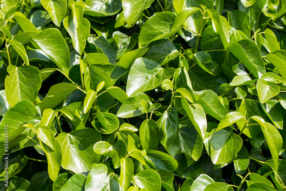 Fototapeta premium Green leaves background or the naturally walls texture Ideal for use in the design fairly