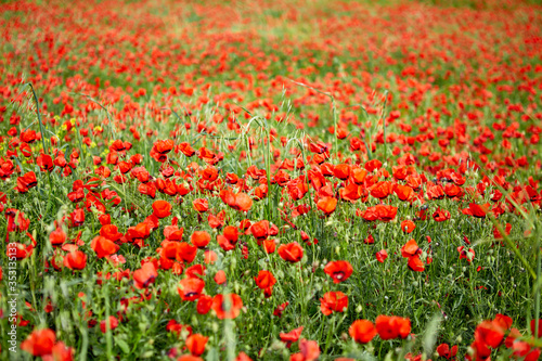 Poppies bloom on the field. Close-up of poppies. The flowers of the field red. Spring flowers in the fields.