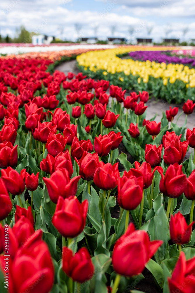 selective focus of colorful tulips growing in field selective focus of colorful tulips growing in field