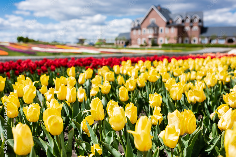 selective focus of colorful tulips field and house