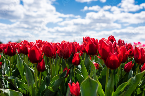 colorful red tulips against blue sky and clouds