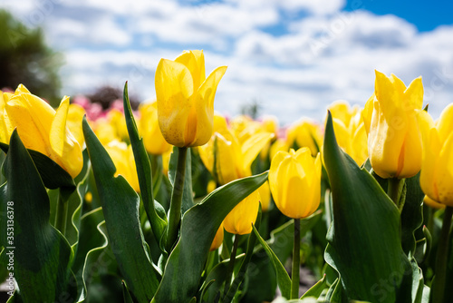 colorful yellow tulips against blue sky and clouds