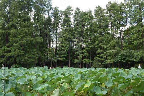 Lily Pads in China