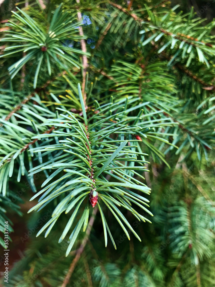 Fototapeta premium Green Pine Branches in the Summer .Pine Background