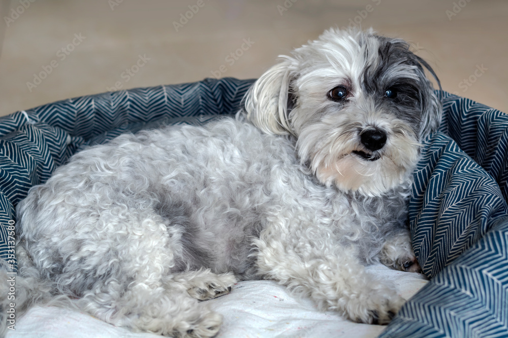 Fototapeta premium White Havanese Dog Relaxing in his Bed 