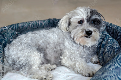 White Havanese Dog Relaxing in his Bed 