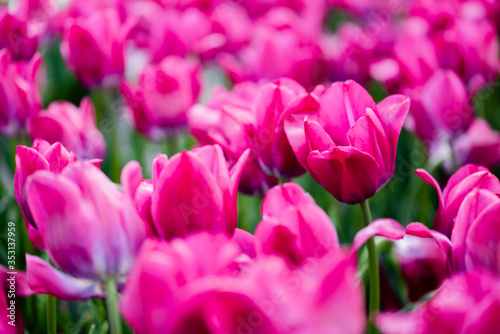 selective focus of beautiful pink colorful tulips