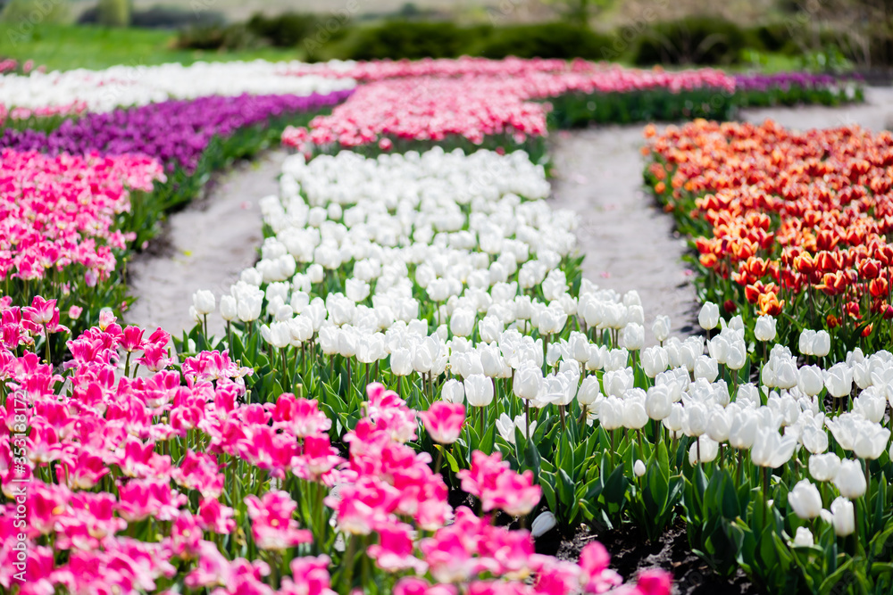 selective focus of blooming colorful tulips field
