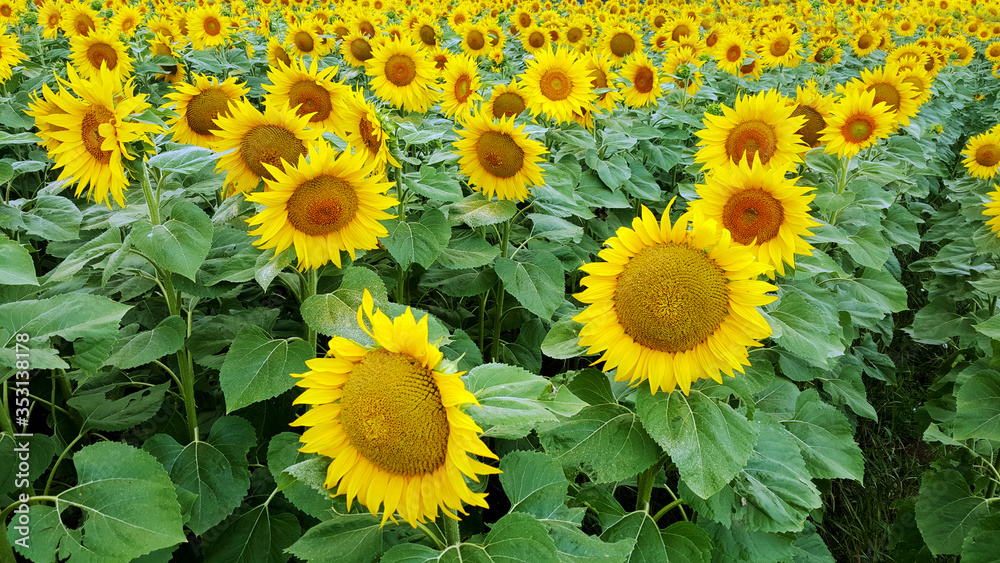 Fototapeta premium Field of blooming sunflowers.Nature background 