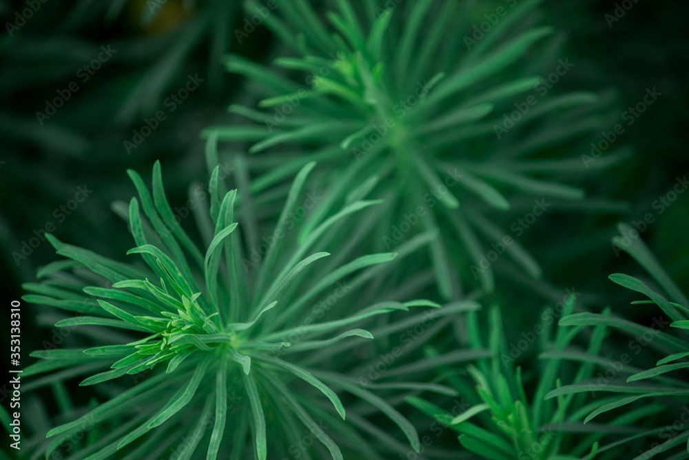 Top view on Beautiful uniform dark green pattern of leaves of needles of a grass plant Top view on Beautiful uniform dark green pattern of leaves of needles of a grass plant